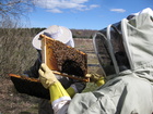 Mehiläishoidon opiskelua opintoretkellä
mehiläistarhalla.