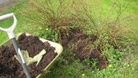 Kompostimulta ravitsee puutarhan kasveja. Kuva: Marttaliitto.