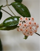 Isoposliinikukka (Hoya carnosa) on yksi rakastetuimmista köynnöstävistä huonekasveistamme. Kuva: Marttaliitto.