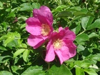 Kurtturuusu - Rosa Rugosa. (Kuva: Orfano Mondo 2009, CC BY-NC 2.0)